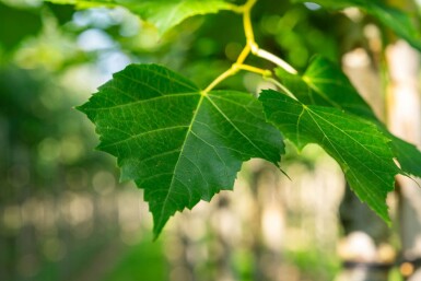 Tilia cordata 'Winter Orange' haute-tige 10/12