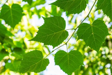 Tilia cordata 'Winter Orange' haute-tige 10/12