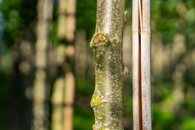 Tilia cordata 'Winter Orange' haute-tige 10/12