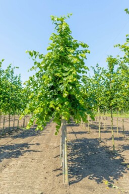 Tilia x europaea 'Euchlora' haute-tige