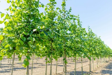 Tilia x europaea 'Euchlora' haute-tige