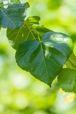 Tilia x europaea 'Euchlora' haute-tige 20/25