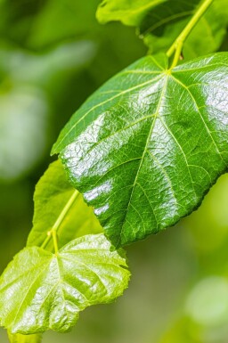 Tilia x europaea 'Euchlora' espalier