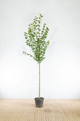 Tilia x europaea 'Pallida' haute-tige