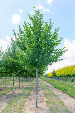 Tilia x europaea 'Pallida' haute-tige