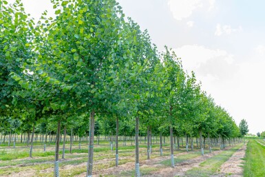 Tilia x europaea 'Pallida' haute-tige 8/10