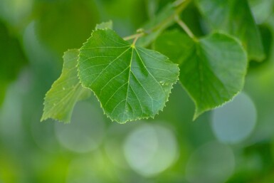 Tilia x europaea 'Pallida' haute-tige 8/10