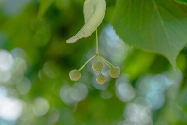 Tilia x europaea 'Pallida' haute-tige 8/10