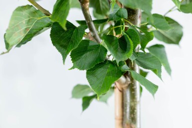 Tilia x europaea 'Pallida' haute-tige 8/10