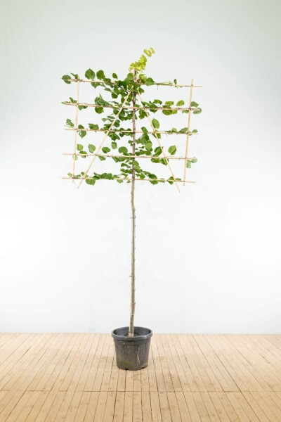 Tilia x europaea 'Pallida' espalier