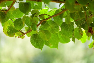 Tilia x europaea 'Pallida' espalier