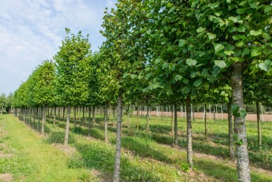 Tilia x europaea 'Pallida' espalier