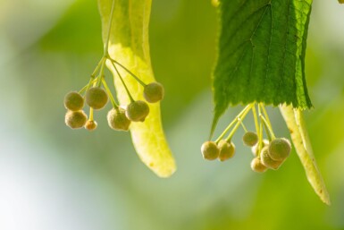 Tilia x europaea 'Pallida' espalier