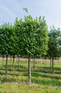 Tilia x europaea 'Pallida' espalier