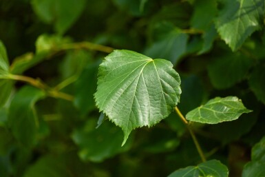 Tilia x europaea 'Pallida' espalier