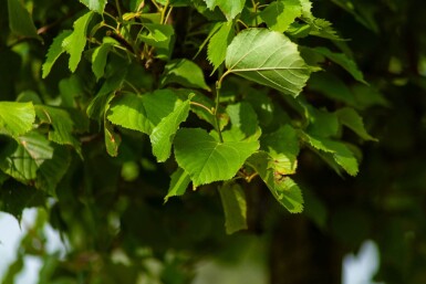 Tilia x europaea 'Pallida' espalier