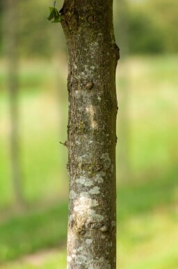 Tilia x europaea 'Pallida' espalier