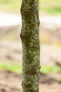 Tilia x europaea 'Pallida' espalier