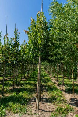 Tilia henryana haute-tige