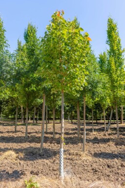 Tilia henryana haute-tige