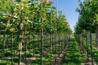 Tilia henryana haute-tige