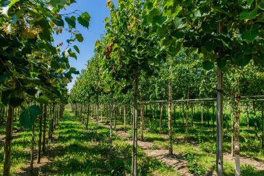 Tilia henryana haute-tige