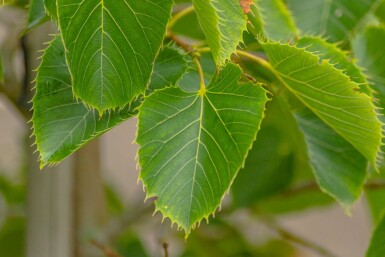 Tilia henryana haute-tige