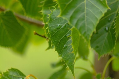 Tilia henryana haute-tige