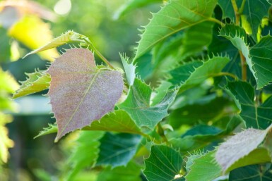 Tilia henryana haute-tige