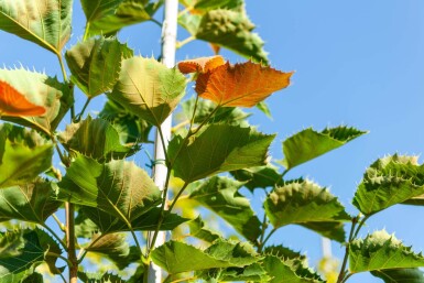 Tilia henryana haute-tige