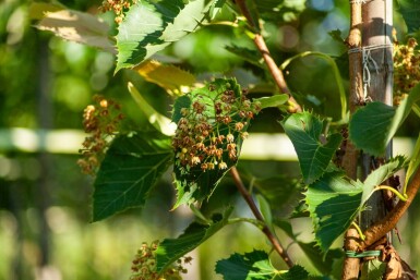 Tilia henryana haute-tige