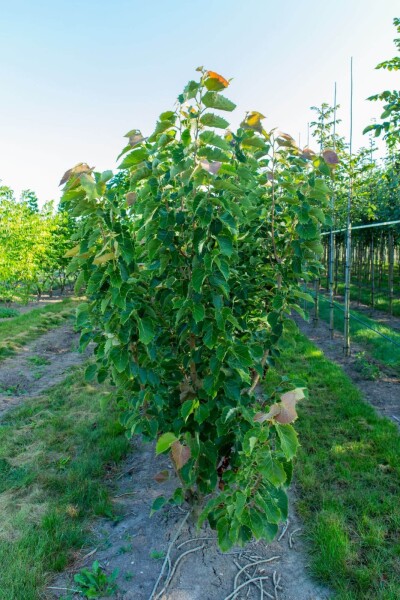 Tilia henryana cépée