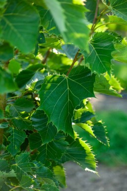 Tilia henryana cépée