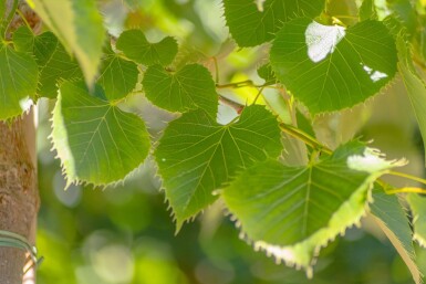 Tilia henryana cépée