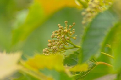 Tilia henryana cépée