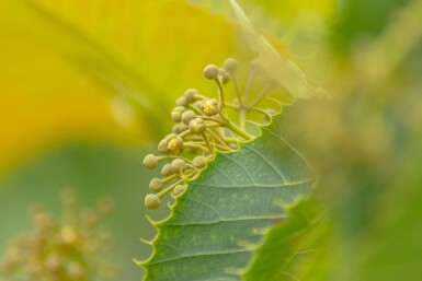 Tilia henryana cépée
