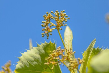 Tilia henryana cépée