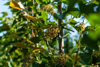 Tilia henryana cépée