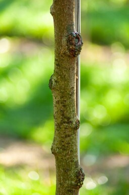 Tilia henryana cépée