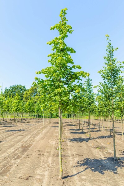 Tilia platyphyllos haute-tige 10/12