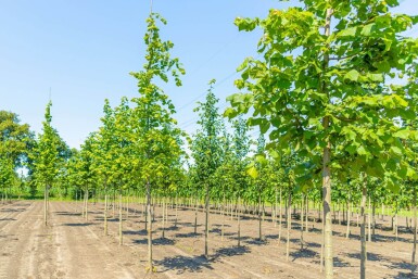 Tilia platyphyllos haute-tige