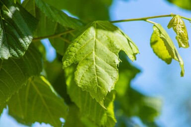 Tilia platyphyllos haute-tige 10/12