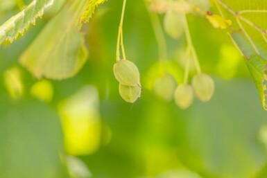 Tilia platyphyllos haute-tige 10/12
