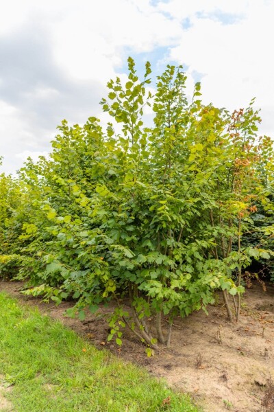 Tilia platyphyllos cépée