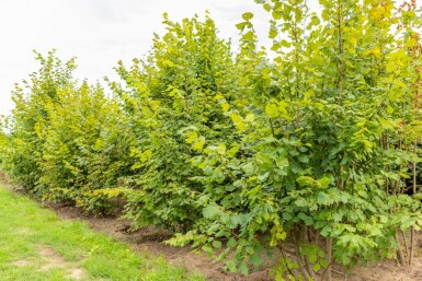 Tilia platyphyllos cépée