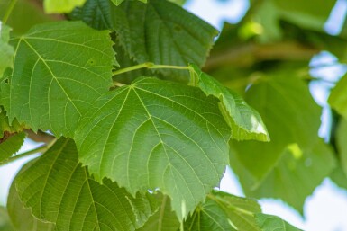 Tilia platyphyllos cépée