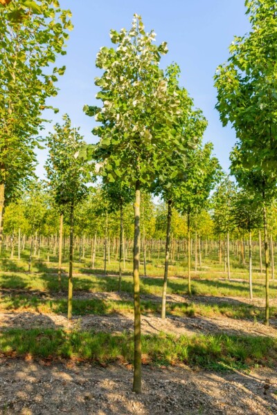 Tilia tomentosa haute-tige 10/12