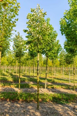 Tilia tomentosa haute-tige