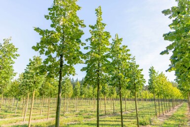 Tilia tomentosa haute-tige