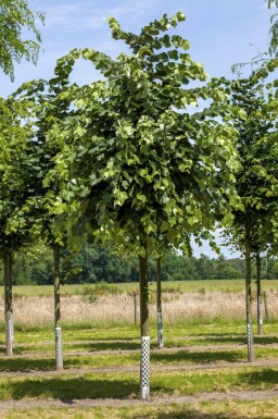 Tilia tomentosa haute-tige 10/12
